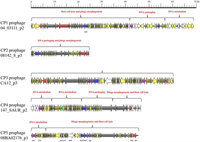Whole-genome analysis showed the promotion of genetic diversity and coevolution in Staphylococcus aureus lytic bacteriophages and their hosts mediated by prophages via worldwide recombination events